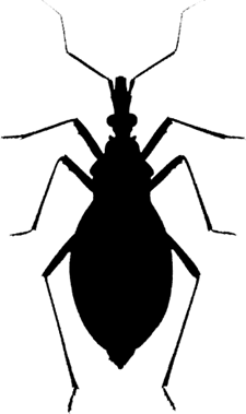 Illustration of a triatomine bug (vector-borne), known as 'kissing bug'.